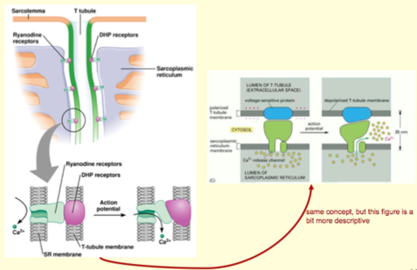 <p>DHP - sense action potential and electrical signal causes conformational change</p><p>SR membrane</p><p>2 proteins: 1 embedded into T-tubule and one embedded into SR membrane?</p><p>calcium release from inside (lumen), and exists into cytosolic space (doesnt leave cell/to t tubule), baths all the myofibrils</p>