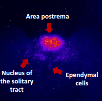 <ul><li><p>neuronal and non-neuronal rhythms present in the dorsal vagal complex </p></li><li><p>ependymal (non-neuronal) are in antiphase to neuronal rhythms </p></li><li><p>DVC clock is metabolically entrainable: what animals eat (e.g high fat diet, calorie restriction) and when they eat </p></li></ul><p></p>