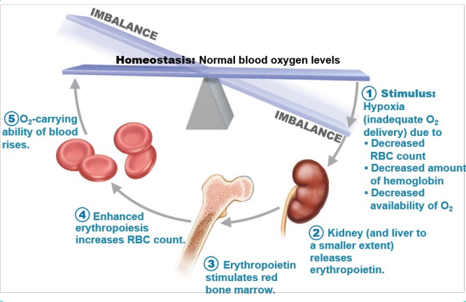 <p>Hormone Erythropoietin (EPO) </p><p> Direct stimulus for erythropoiesis </p><p> Always small amount in blood to maintain basal rate </p><p>          • High RBC or O2 levels depress production </p><p> Released by kidneys (some from liver) in response to hypoxia</p>