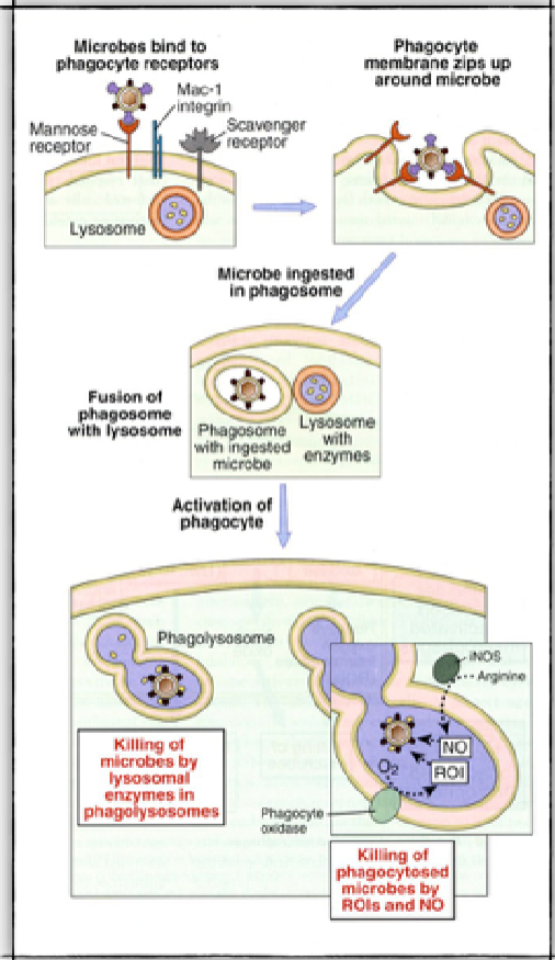 <p>****What are the 5/6 steps of Phagocytosis listed on the slides</p>