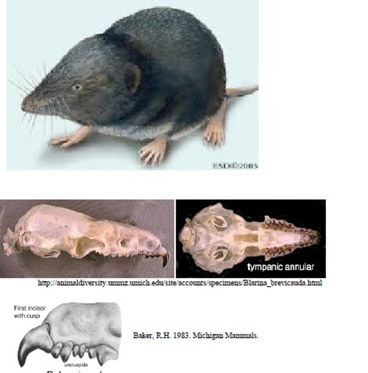 <p>Northern Short-tailed Shrew</p>