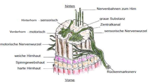 <p>Nervenbahnen in grauersubstanz führen zum Gehirn und tretten unten wieder aus, dementsprechend der Funktion</p>