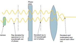 <ul><li><p>uses refraction and interference caused by speciman’s structures create high-contrast, high-resolution images </p></li><li><p>no staining, useful for viewing live specimens. </p></li><li><p><strong><u>utilizes phase shifts caused by differences in refractive indices </u></strong>to enhance contrast in <strong><em>transparent, thin </em></strong>specimens. </p></li><li><p>subject to “halo” artifacts</p></li></ul><p></p>