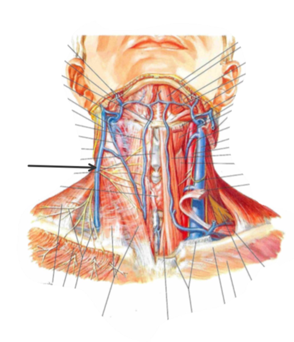 <p>identify the structure(s) indicated by the arrow</p>