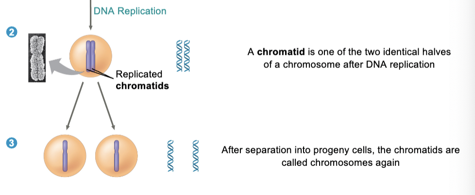 <p>daughter cells- after separation into these cells, chromatids are called chromosomes again</p>