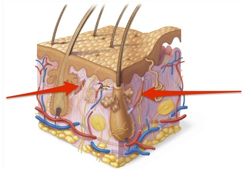 <p>ribbon of smooth muscle extending from hair follicle to the dermal papilla</p><p>hair follicles become erect when the body is under stress (goosebumps)</p>