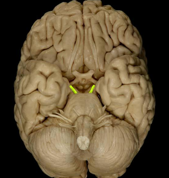 <p>List the nerve name, roman numeral, and function.</p>