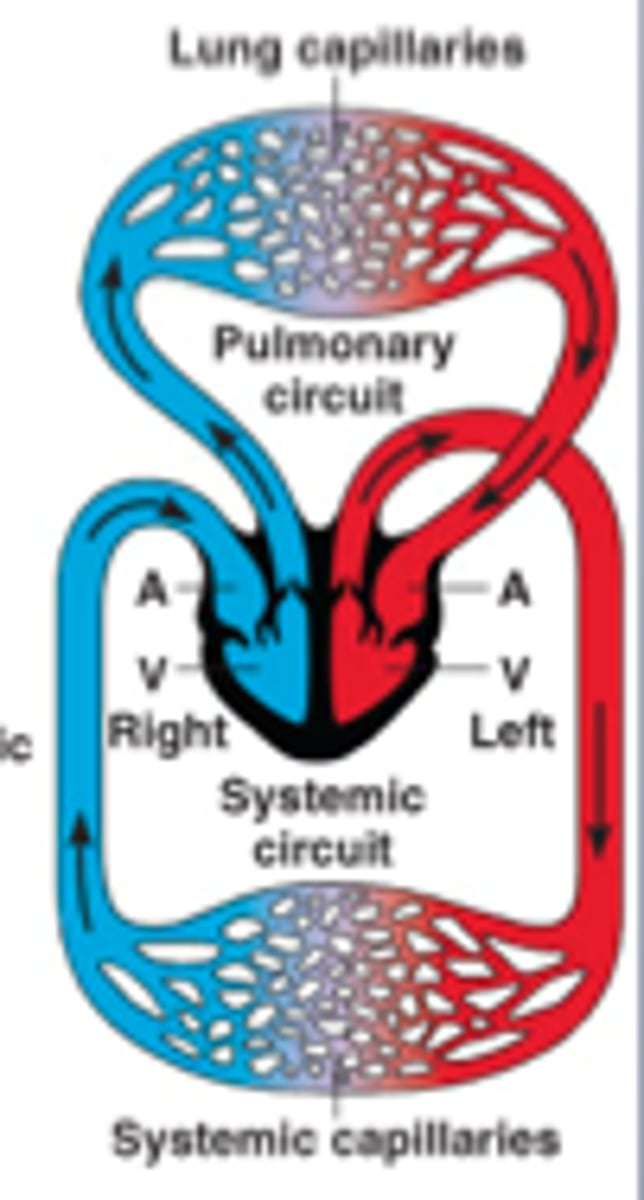 <p>4 chambered heart; 2 atria &amp; 2 ventricles; oxygenated blood and deoxygenated blood do NOT mix</p>