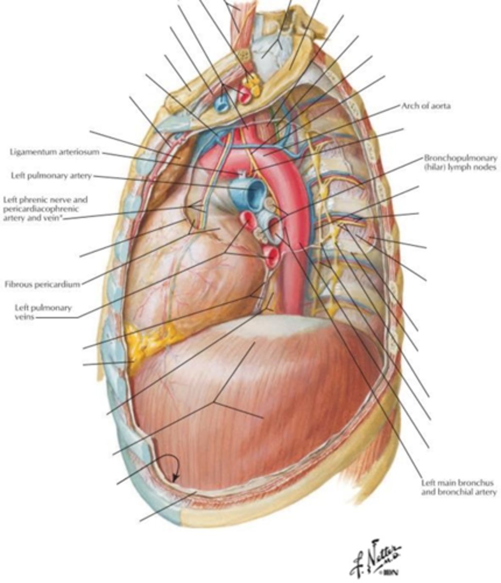 <p>- pericardium</p><p>- heart</p><p>- aortic root</p><p>- arch of azygous vein</p><p>- R and L main bronchi</p>