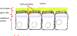 <p>connection between cell membranes, help prevent leakage of fluid in simple columnar cells </p><ul><li><p>these type of junctions help prevent leakage of intestinal contents&nbsp;</p></li></ul><p></p>