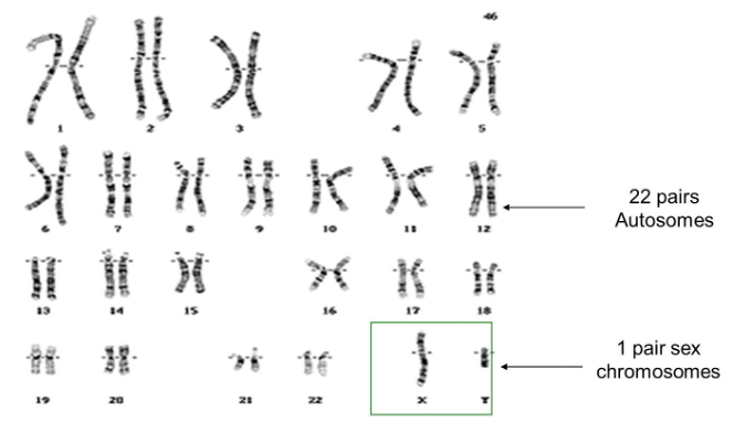 <p>In humans, there are 22 pairs of autosomes and 1 pair of sex chromosomes.  </p><p></p><ul><li><p>Y = male</p></li><li><p>Don’t have a Y = female</p></li></ul><p></p>