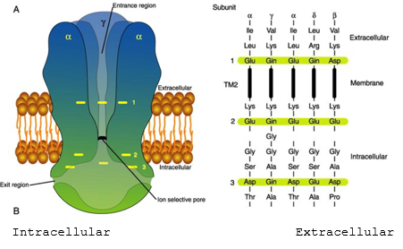 <p>conferred by the <span style="color: rgb(89, 235, 239);">M2 region </span>of each subunit, which form the linings of the ion pore</p><ul><li><p>rings of negatively charged amino acids (glutamic acid) adjacent to M2 attract cations to the pore</p></li></ul><p></p>