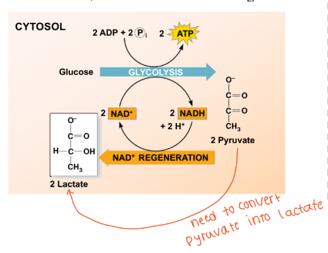 <p>In lactate fermentation (low oxygen) what happed to the NAD+?</p>