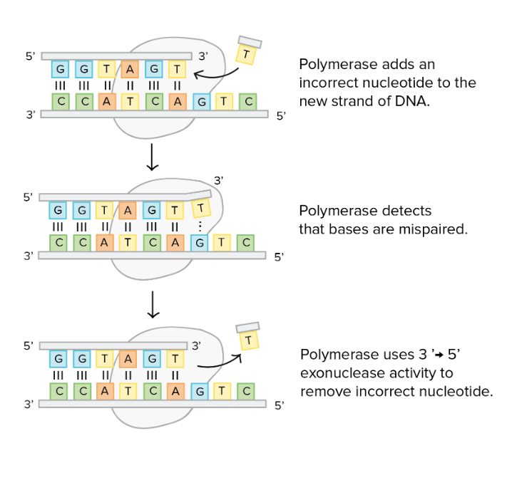 <p>DNA polymerase</p><p><span>If the polymerase detects that a wrong (incorrectly paired) nucleotide has been added, it will remove and replace the nucleotide right away, before continuing with DNA synthesis&nbsp;.</span></p>