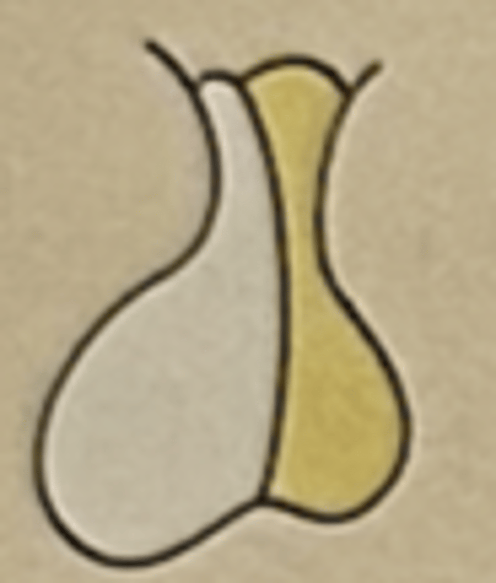 <p>Posterior pituitary (neurohypophysis)</p>