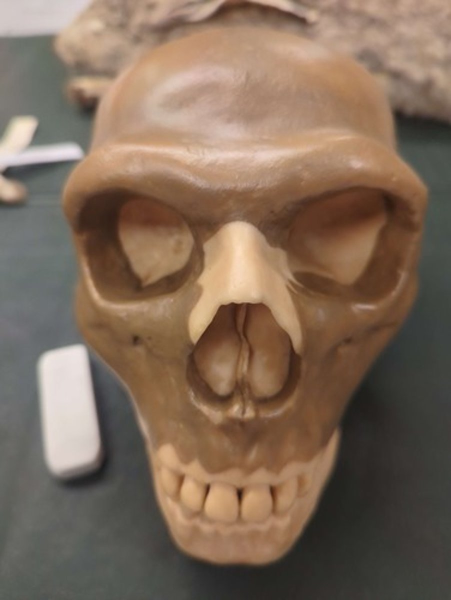 <p>What animal is this? Answer with "Skull" after animal name.</p>