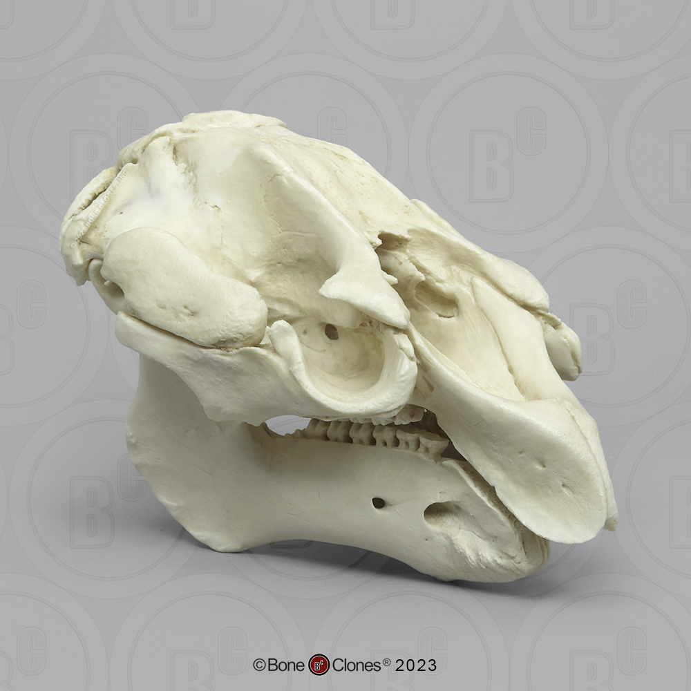 <p><span>big, heavy skull, lower jaw has large flat area to lip</span></p>