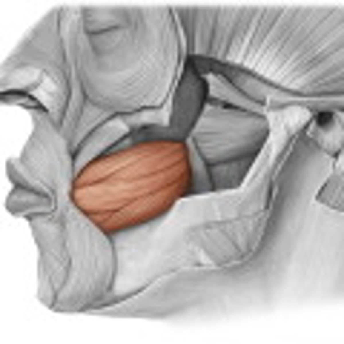 <p>compresses cheek</p>