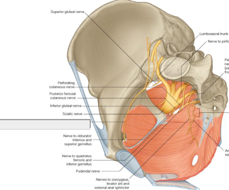 <p>what structure is that?</p>