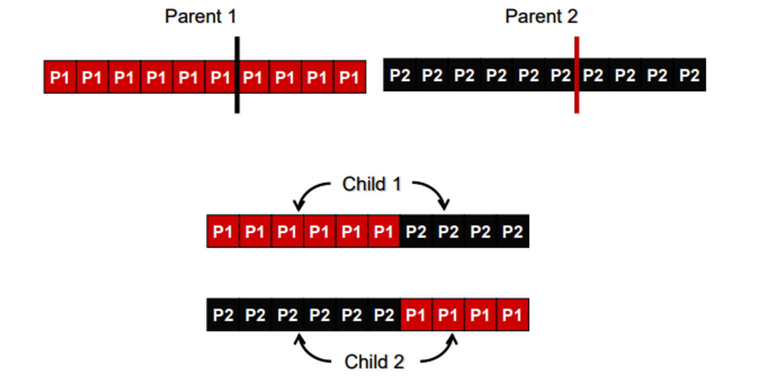 <p>chromosomes [with n genes] move to the crossover pool with CP chance</p><p></p><ol><li><p>each chromosome is randomly paired with another chromosome (A and B)</p></li><li><p>for each pair, a crossover point P is randomly generated with a value between 2 and n-1</p></li><li><p>to create 2 children (C and D),</p><ol><li><p>all genes from 1 → P from parent A are given to child C</p></li><li><p>all genes from 1 → P from parent B are given to child D</p></li><li><p>all genes from P+1 → n from parent A are given to child C</p></li><li><p>all genes from P+1 → n from parent B are given to child D</p></li></ol></li><li><p>the children are added to the population</p></li></ol>