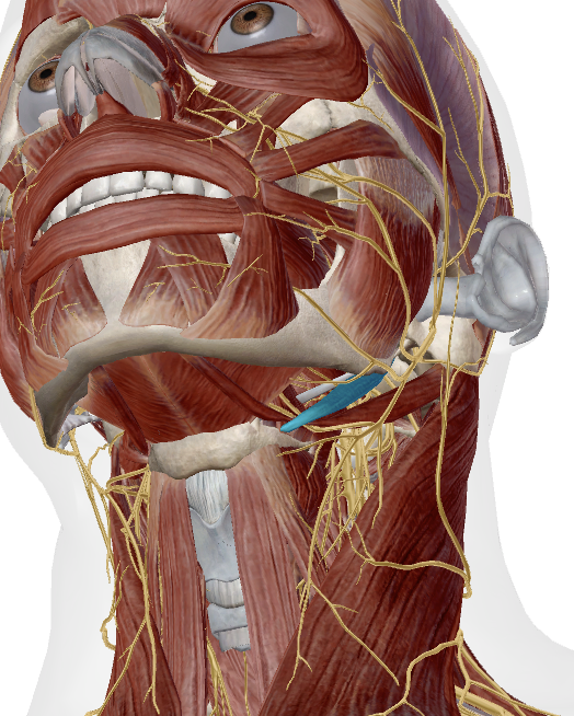 <p>Identify this muscle</p>