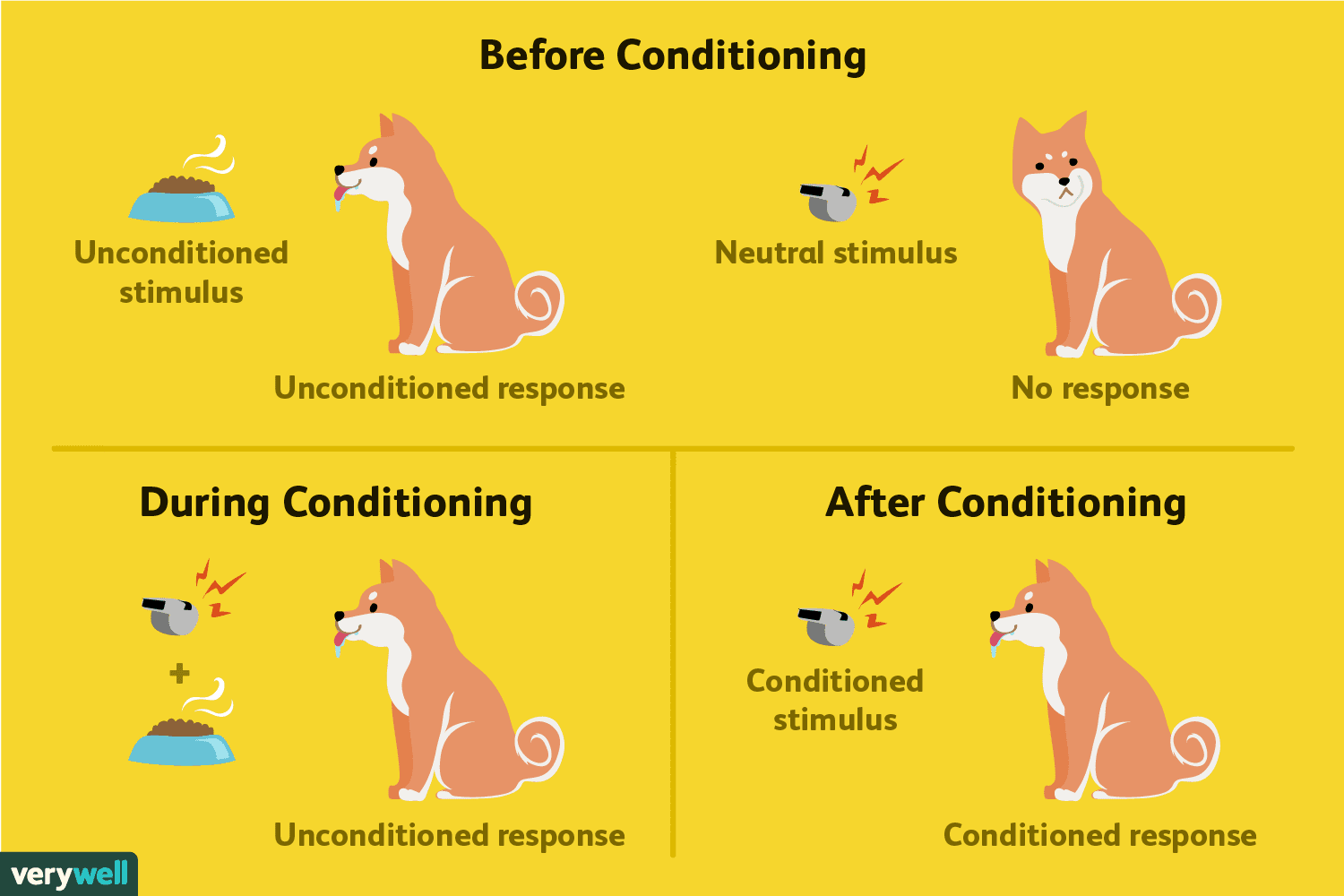 <p>Automatic (involuntary) response paired with novel stimulus (i.e., dog salivates when it sees food; ring bell and present food, dog salivates; the dog will eventually salivate at the ringing of the bell alone)</p>