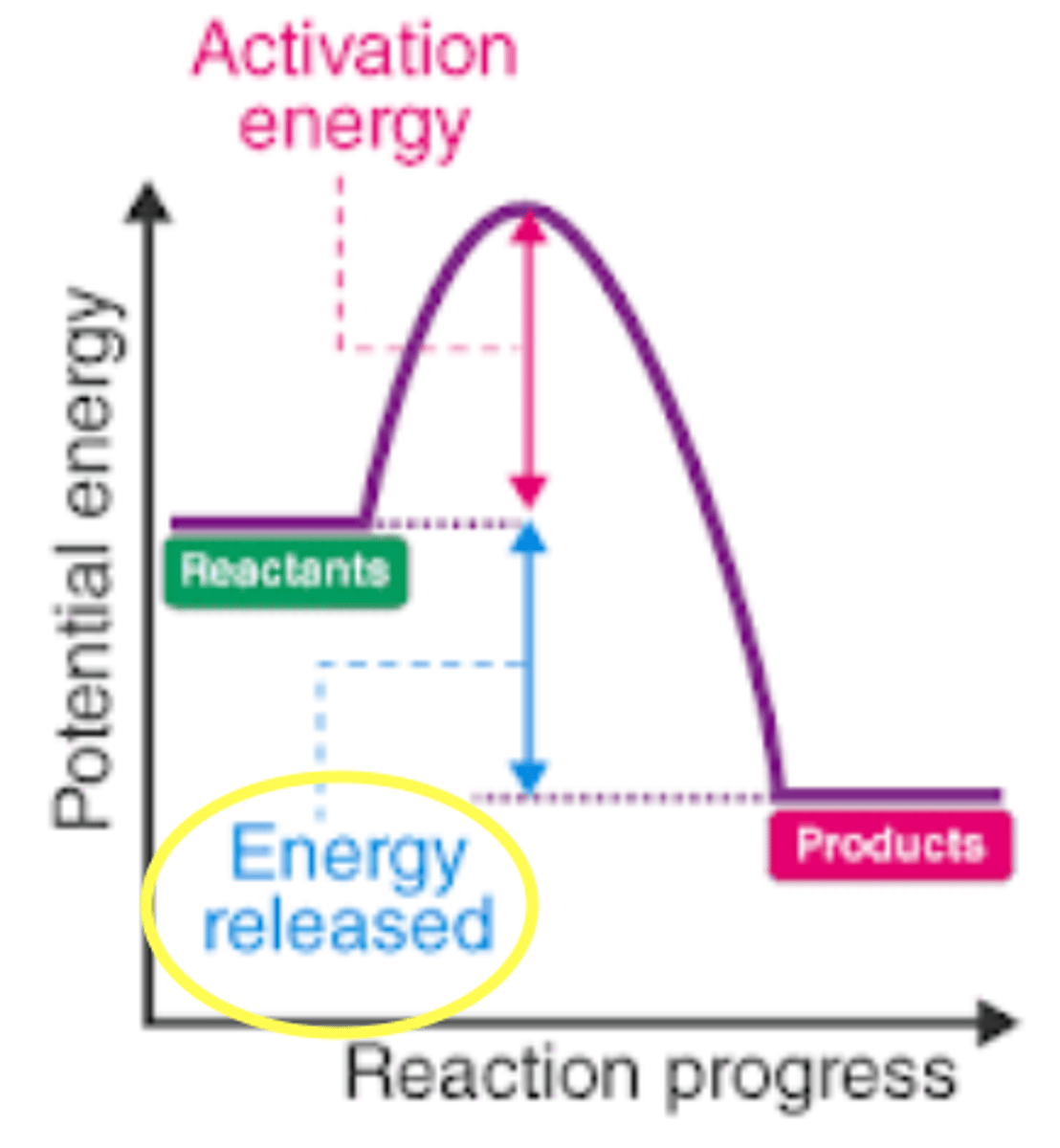 <p>a chemical reaction where the reactants releases energy (heat) to the surroundings (it gives off heat to the area around it)</p>