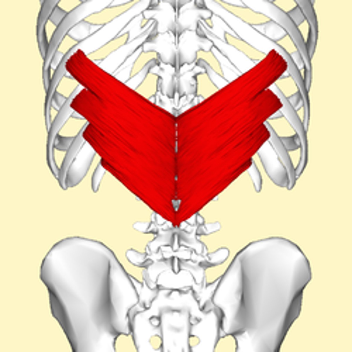 <p>Posterior surface of ribs 9-12</p>