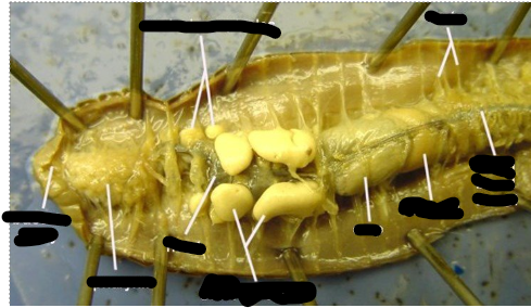 <p>Domain?</p><p>Phylum?</p><p>Class?</p><p>Genus?</p><p>parts: Buccal cavity, septa, dorsal blood vessel, seminal vesicles, heart, pharynx, gizzard, crop, seminal receptacles</p>