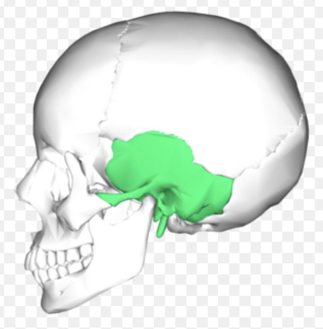 <p>forms lateral wall of skull and part of cranial floor; complicated shape; has several processes &amp; foramina</p>