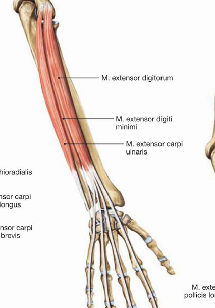 <p>m.extensor digitorum</p><p>m.extensor digiti minimi</p><p>m.extensor carpi ulnaris</p><p>m.anconeus</p>