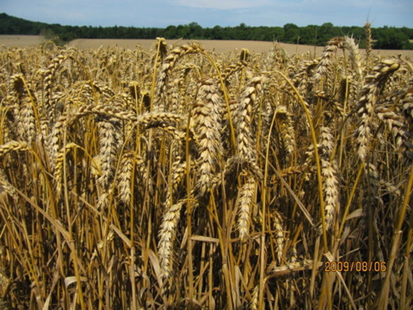 <p>the most important crop produced or consumed in a region</p>