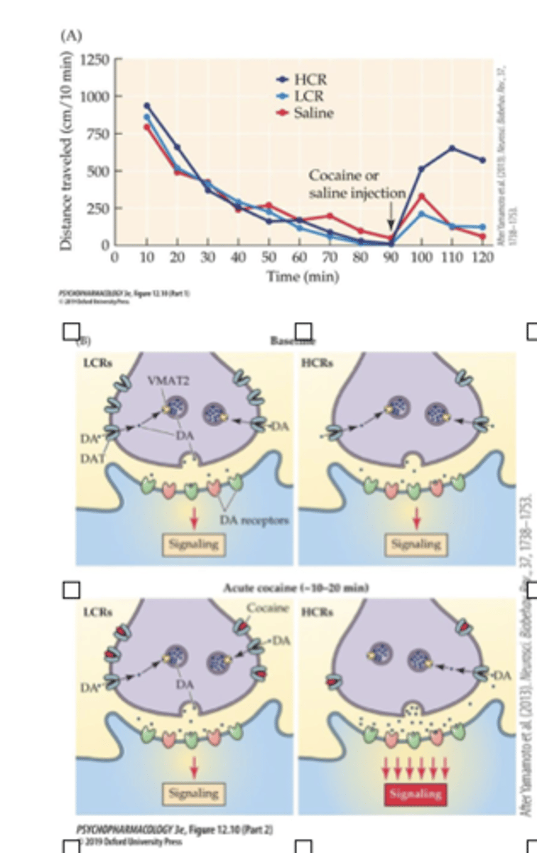 <p>1. Low cocaine responder (LCR)</p><p>2. high cocaine responder (LCR)</p><p>Baseline (Top):</p><p>- LCRs have higher basal #’s of striatal DAT than the HCR rats </p><p>- did not influence extracellular DA levels, DA signaling, or locomotor behavior under drug-free conditions</p><p>Acute cocaine challenge (Bottom):</p><p>- lower # of reuptake sites in HCR group resulted in more synaptic DA in HCR group (Bottom) </p><p>- There is spare “free” DAT in LCR group</p>