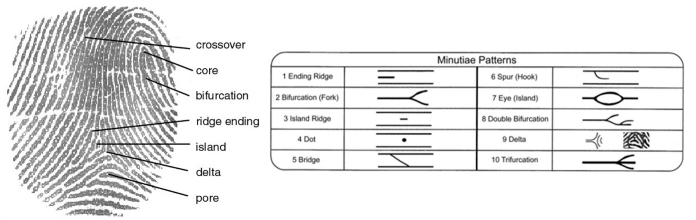 <p>Minutiae Patterns</p>