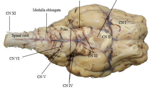 <p><strong>O</strong>h<br><strong>O</strong>h<br><strong>O</strong>h<br><strong>T</strong>o<br><strong>T</strong>ouch<br><strong>A</strong>nd<br><strong>F</strong>eel<br><strong>V</strong>ery<br><strong>G</strong>ood<br><strong>V</strong>elvet<br><strong>A</strong>h-accessory- responsible for traps motor muscle<br><strong>H</strong>eaven</p>