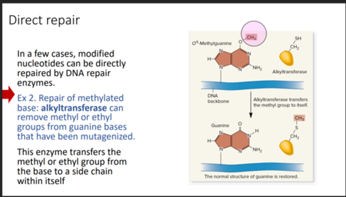 <p>Removes methyl or ethyl groups from DNA</p>