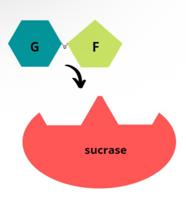 <ul><li><p>Most enzymes are proteins</p></li><li><p>Recall: They speed up the rate of reactions</p></li><li><p>Allows creation of unique active sites</p></li></ul><p></p>