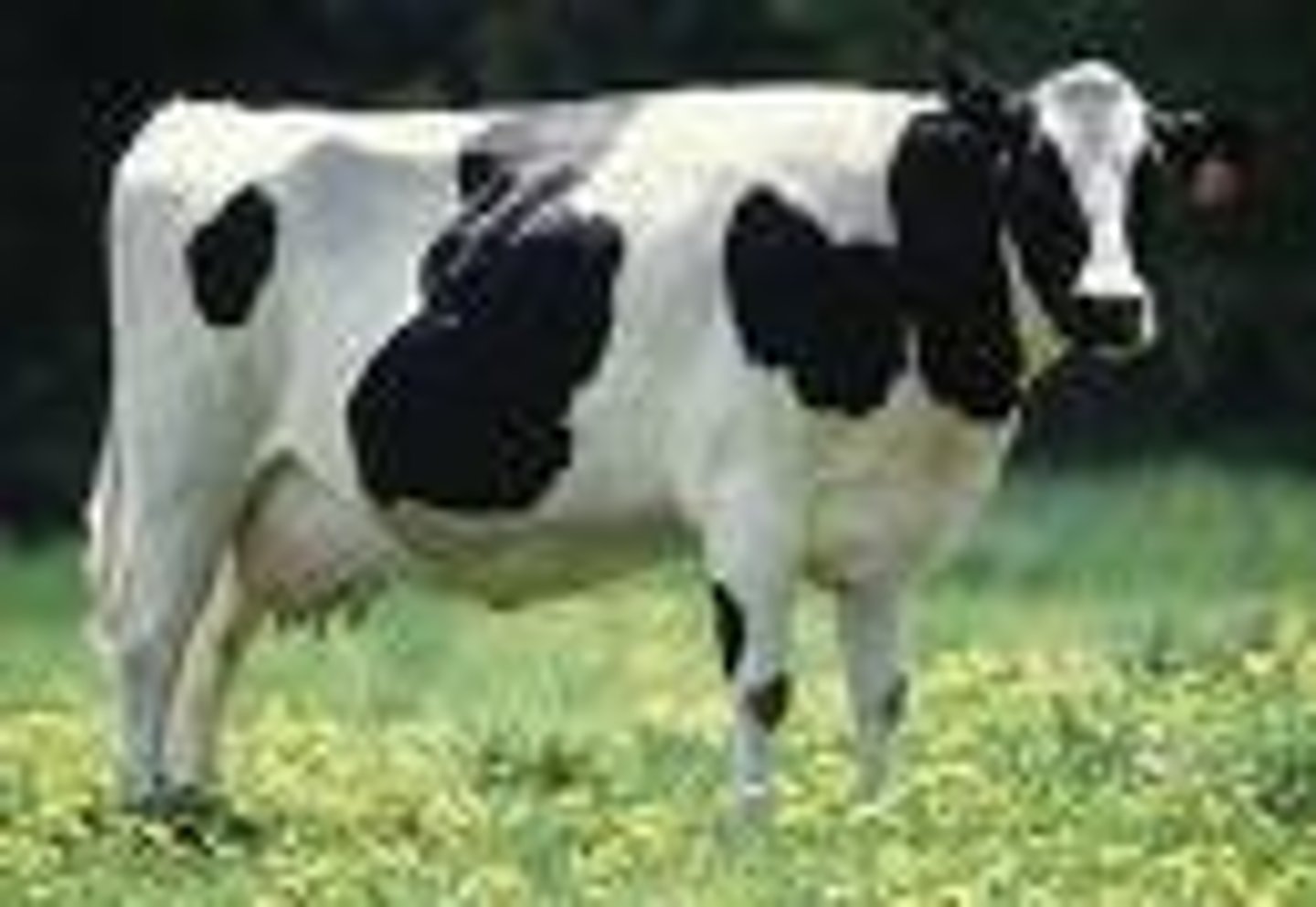 <p>a sexually mature, bovine female</p>