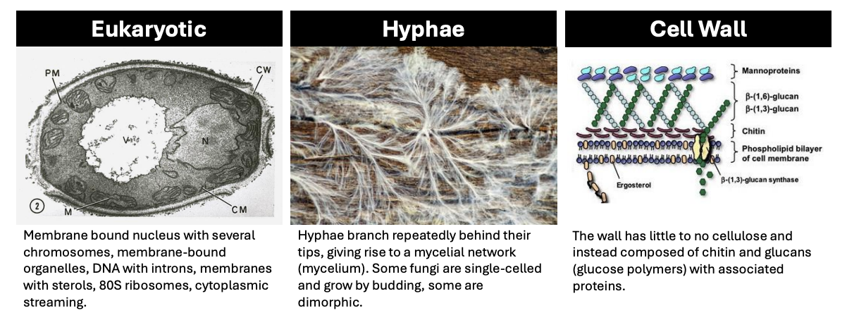 <p>Hyphal filaments with apical growth</p>