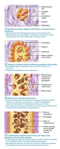 interamembranous ossification 