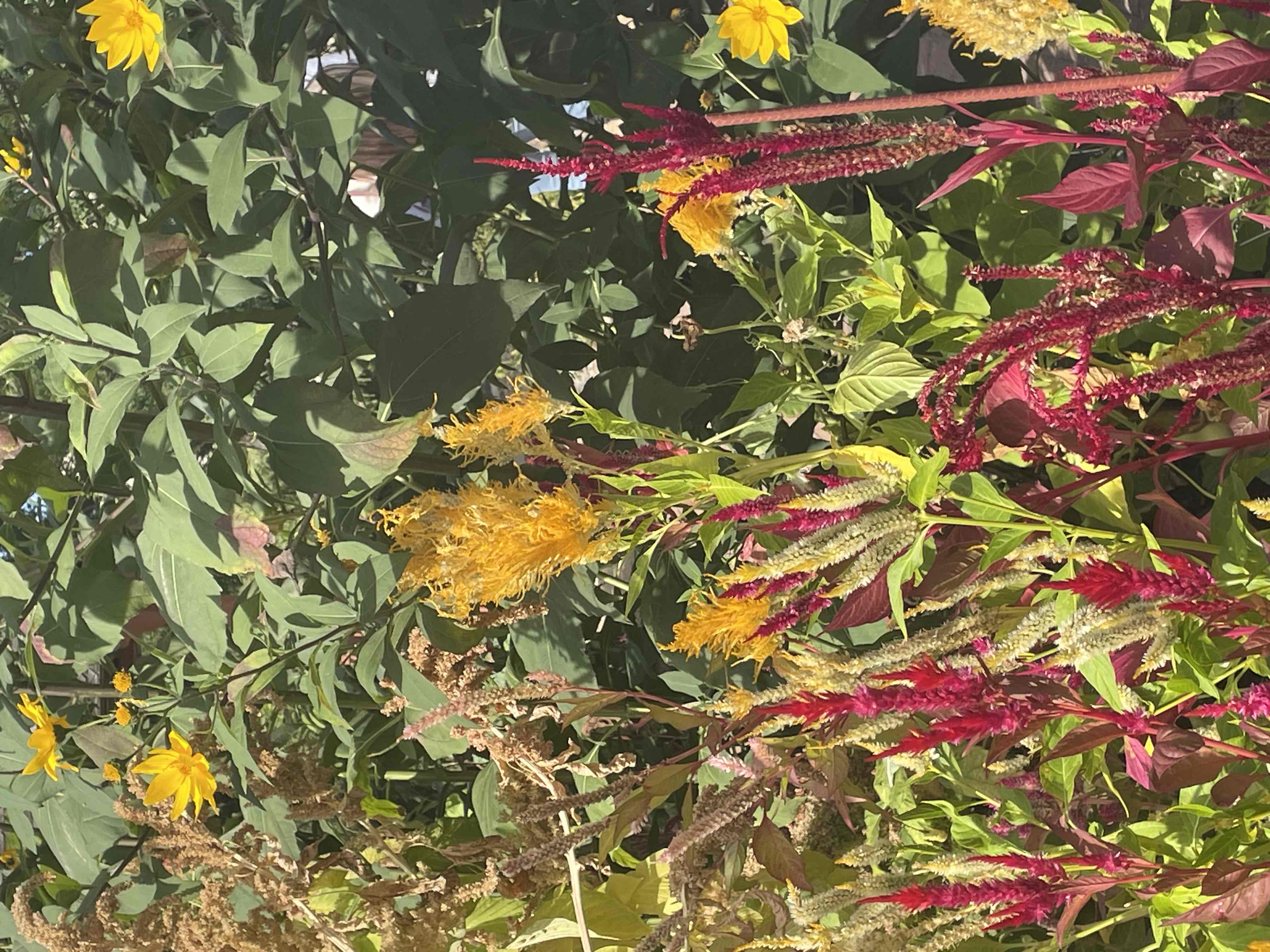 <p>Celosia argentea (Plumosa Group)</p>
