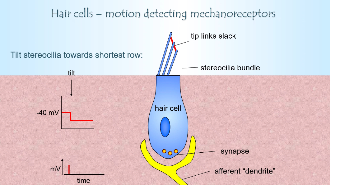 <p>Hair cell and Stereocilia mechanism</p>