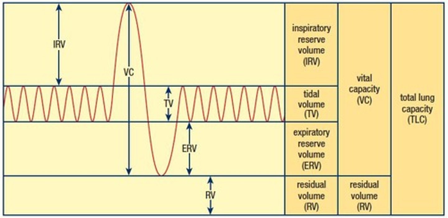<p>The amount of air that passes in and out of the lungs during normal, involuntary breathing, approximately 0.5 L in the average adult.</p>