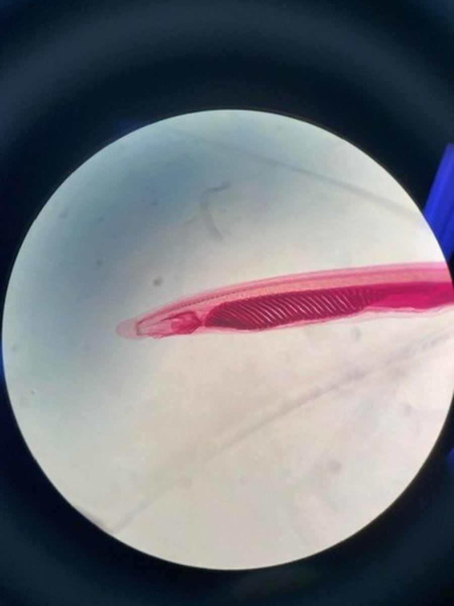 <p>Where does this organism live?</p>