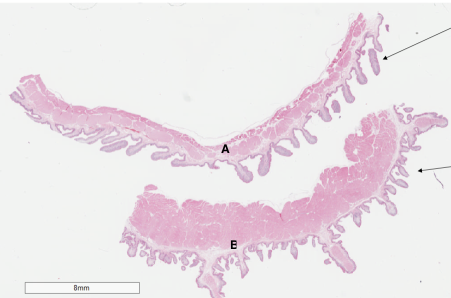 <p>Which structure is a reticulum?</p>
