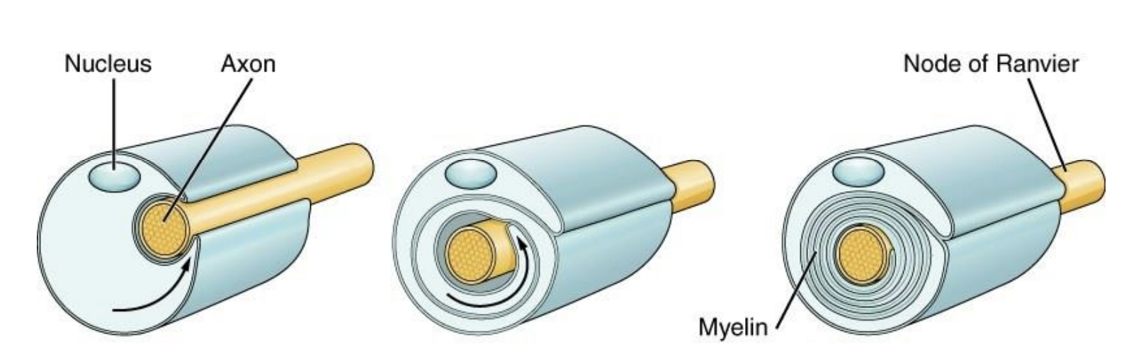 <p>• Myelin is formed by glial cells that wrap themselves around the axon multiple time </p><p>• As each additional layer is formed, the cytoplasm continues to be squeezed out and the glial membranes get more closely packed together</p>