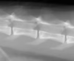 <p><span><span>Identify the species?</span></span></p>