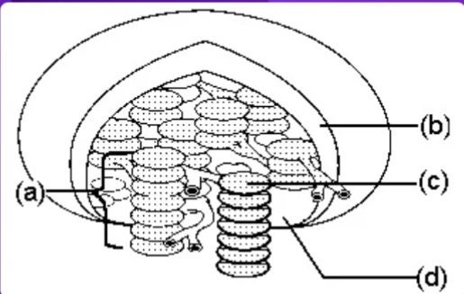 <p><strong>Thylakoid</strong><span> = letter ___?</span></p>