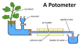 <p>potometer </p>