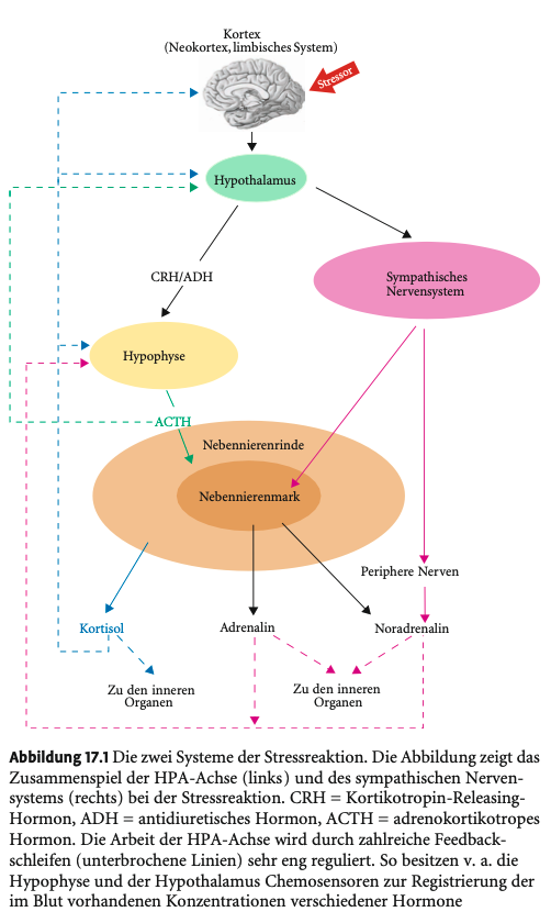 <p><strong>Funktionen der Glukokortikoide (v.a. Kortisol)</strong></p><p>&nbsp;</p><ul><li><p><strong>Energieversorgung</strong> durch:</p><ul><li><p>Förderung der <strong>Glukosebereitstellung</strong></p></li><li><p>Anpassung an <strong>Stoffwechselbelastung</strong></p></li></ul></li><li><p><strong>Immunologische Effekte</strong>:</p><ul><li><p><strong>Unterdrückung von Entzündungen</strong></p></li><li><p><strong>Dämpfung</strong> (Immunsuppression), aber auch <strong>partielle Aktivierung</strong></p></li></ul></li><li><p><strong>Regulation durch negative Rückkopplung</strong> auf fast allen Ebenen (Hypothalamus, Hypophyse, Nebennieren).</p></li></ul><p></p><p></p><p><span><strong>Wirkung auf das Gehirn</strong></span></p><p>&nbsp;</p><ul><li><p><span><strong>Blut-Hirn-Schranke wird passiert</strong> (lipophile Hormone).</span></p></li><li><p><span><strong>Zwei Rezeptortypen</strong>:</span></p><ul><li><p><span><strong>Mineralokortikoidrezeptoren (MR)</strong></span></p></li><li><p><span><strong>Glukokortikoidrezeptoren (GR)</strong></span></p></li></ul></li><li><p><span>Effekte:</span></p><ol type="1"><li><p><span><strong>Emotionale Modulation</strong>: Angst, depressive Verstimmung</span></p></li><li><p><span><strong>Kognitive Prozesse</strong>: Lernen, Gedächtnis</span></p></li></ol></li><li><p><span><strong>Schädigung bei chronisch hohem Kortisolspiegel</strong>:</span></p><ul><li><p><span><strong>Hippocampus besonders gefährdet</strong> (Zelluntergang bei Nagetieren)</span></p></li><li><p><span><strong>Cushing-Patienten</strong>: stärkere <strong>Hippocampusatrophie</strong> bei hoher Glukokortikoidkonzentration</span></p></li><li><p><span><strong>PTSD-Veteranen</strong>: deutlich <strong>kleinerer Hippocampus</strong> im Vergleich zu gesunden Kriegsveteranen</span></p></li></ul></li></ul><p></p>